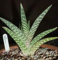 Aloe Variegata
